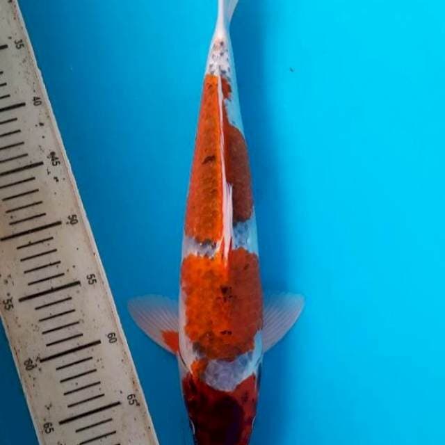 Koromo ghosiki 42cm M