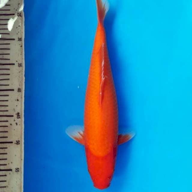 Akahajiro 37cm F