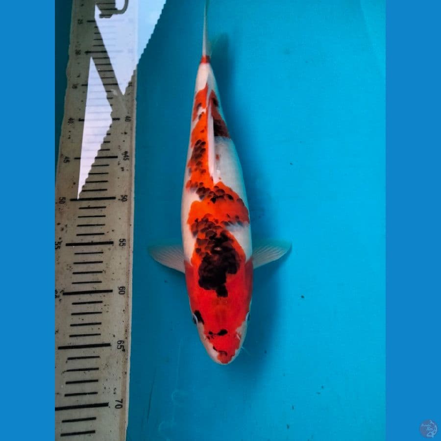 goshiki 40cm female