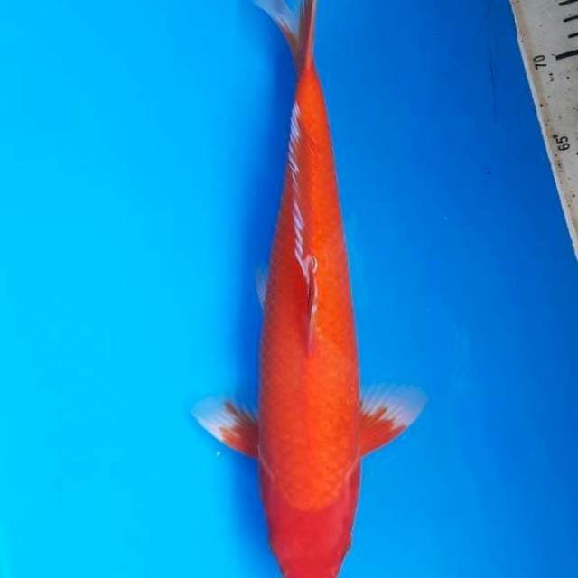Akahajiro 36cm M