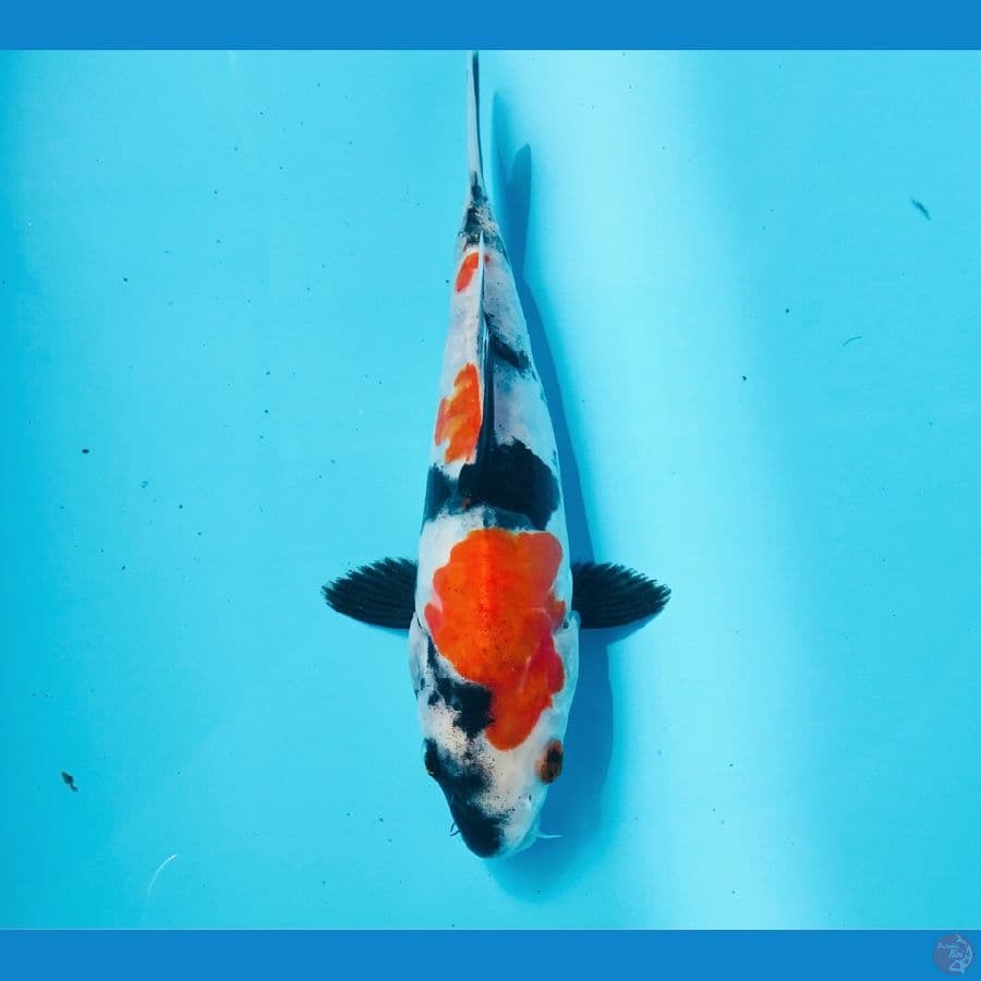 showa doitsu, 22 cm