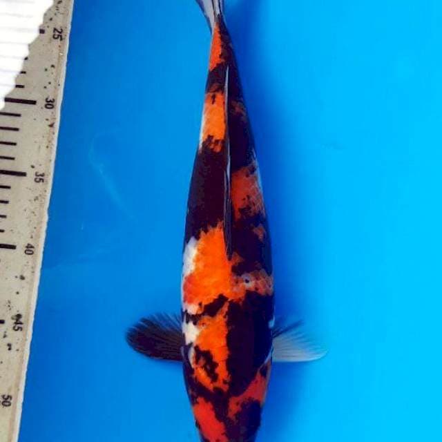 Showa 35cm F