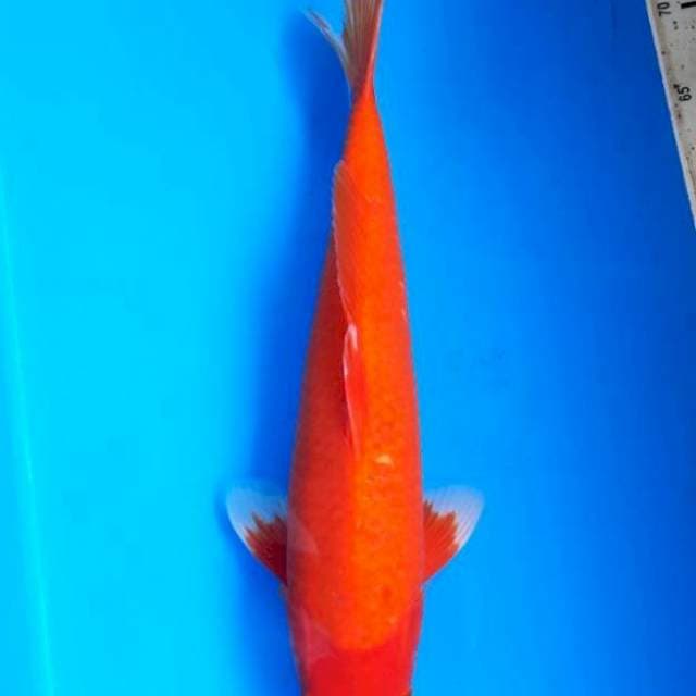 Akahajiro 42cm M