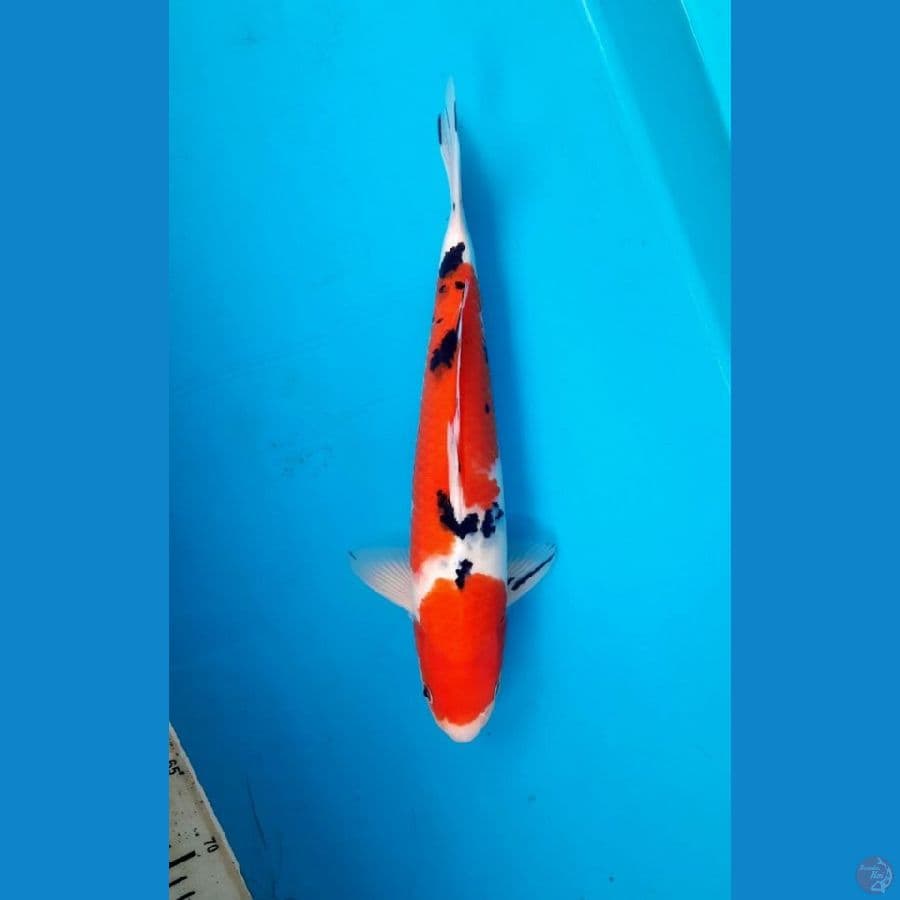 sanke 34cm male