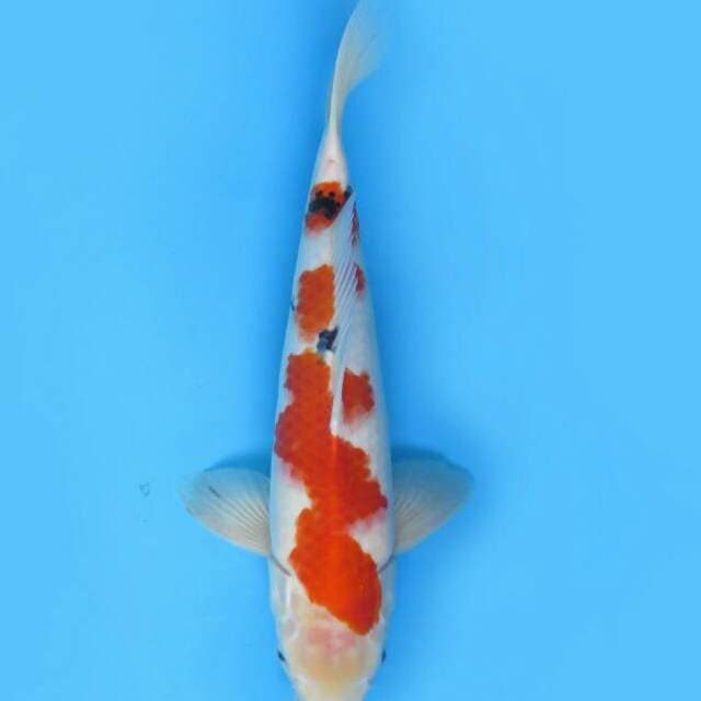 Taisho sanke 41cm