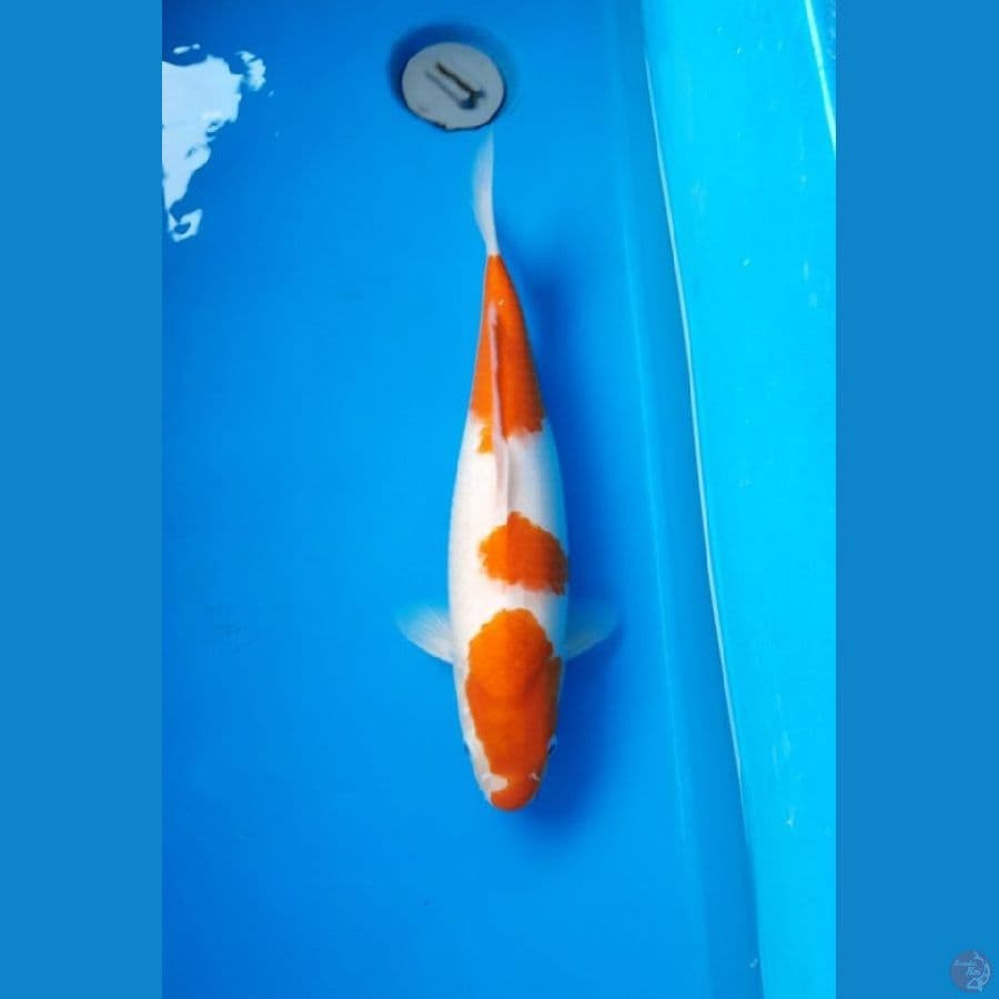 kohaku 39cm female