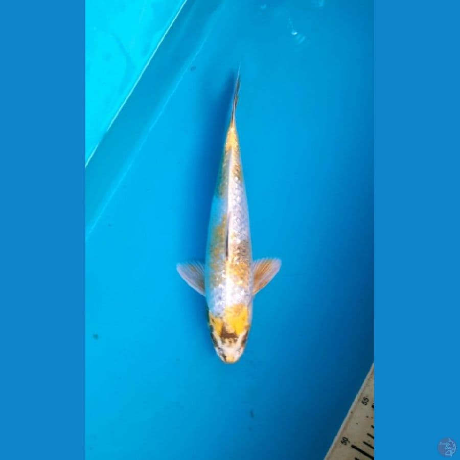 hariwake 34cm female