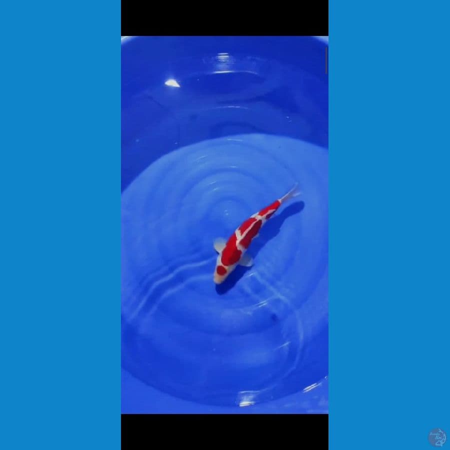 kohaku maruten male 40cm