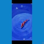 kohaku maruten male 40cm