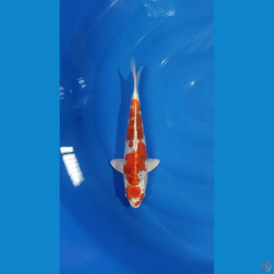 kujaku 39 cm female