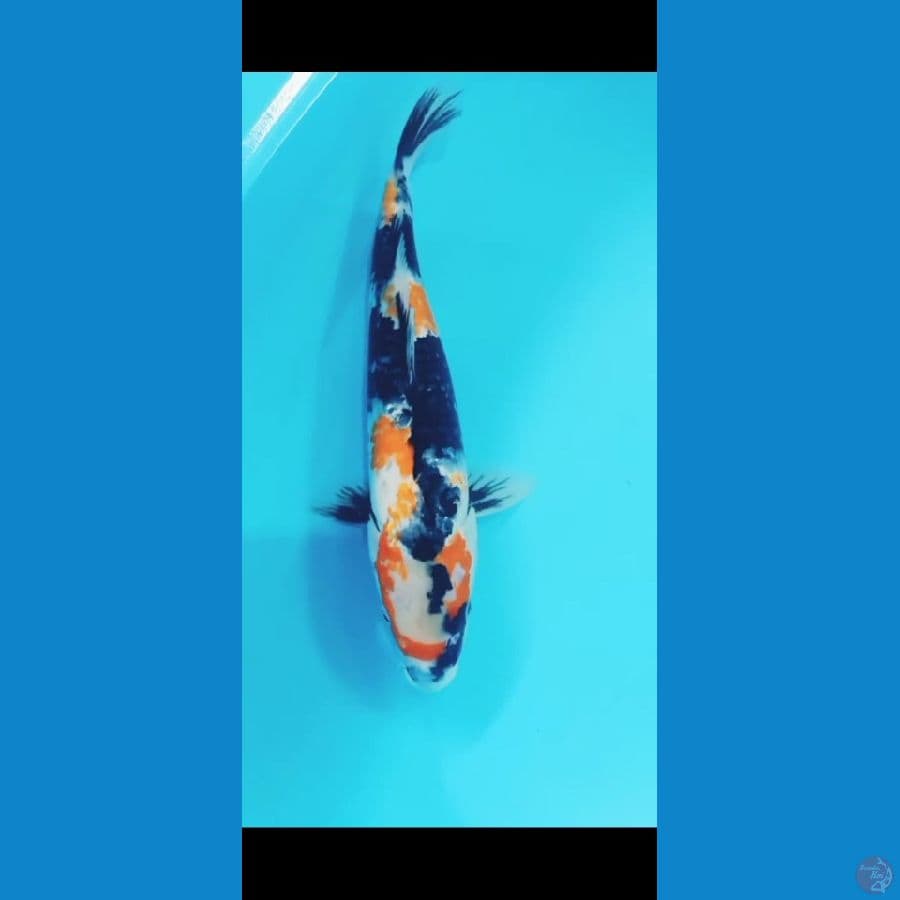 Ki SHOWA 40 cm female