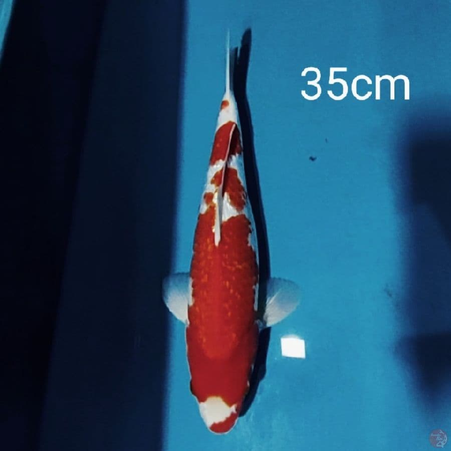 kohaku ginrin 35cm