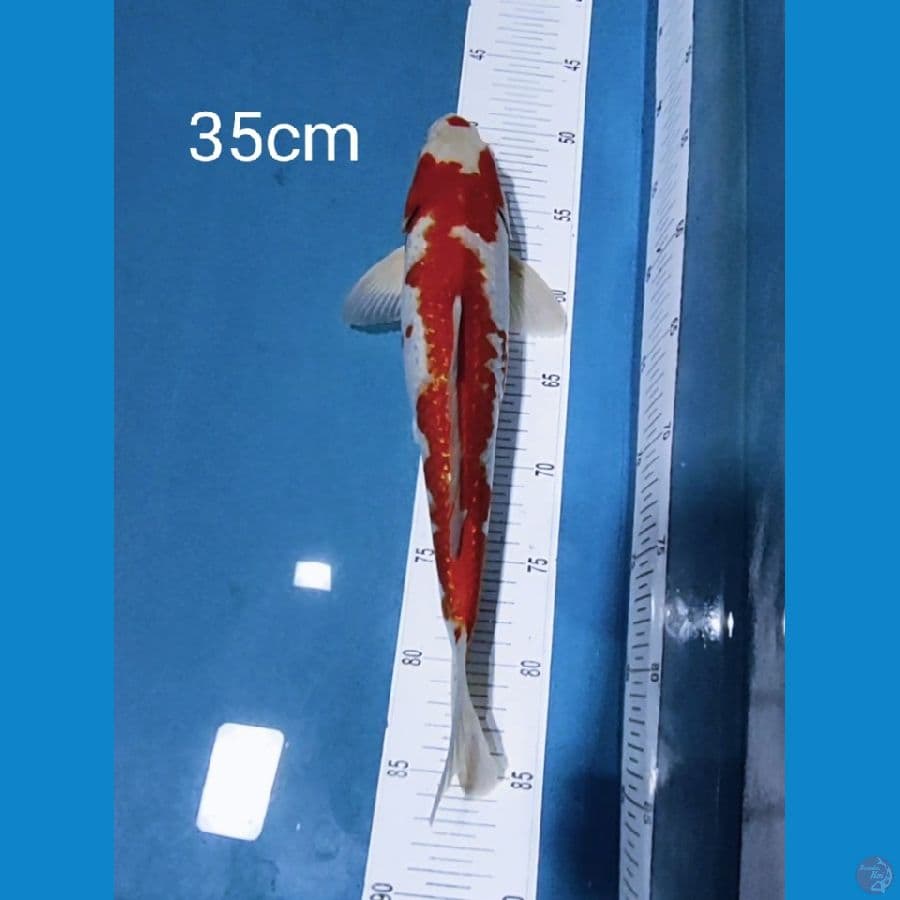kohaku ginrin 35cm