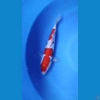 Kohaku doitshu murni 