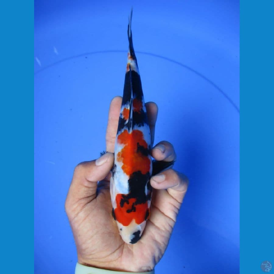 MKC KOI GRUB