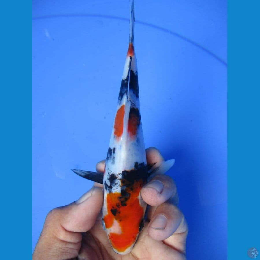 MKC KOI GRUB