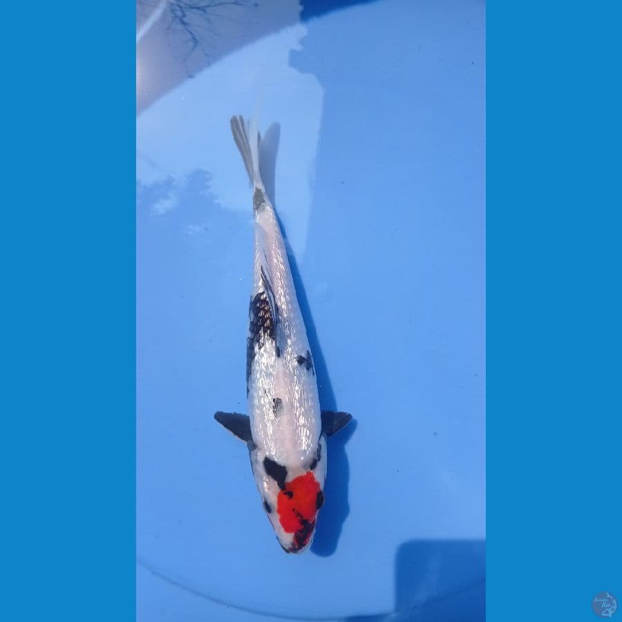 tc showa ginrin 23cm