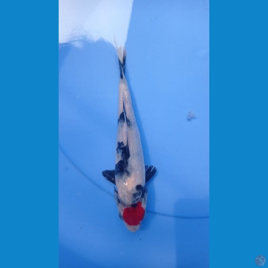 tc showa 20cm