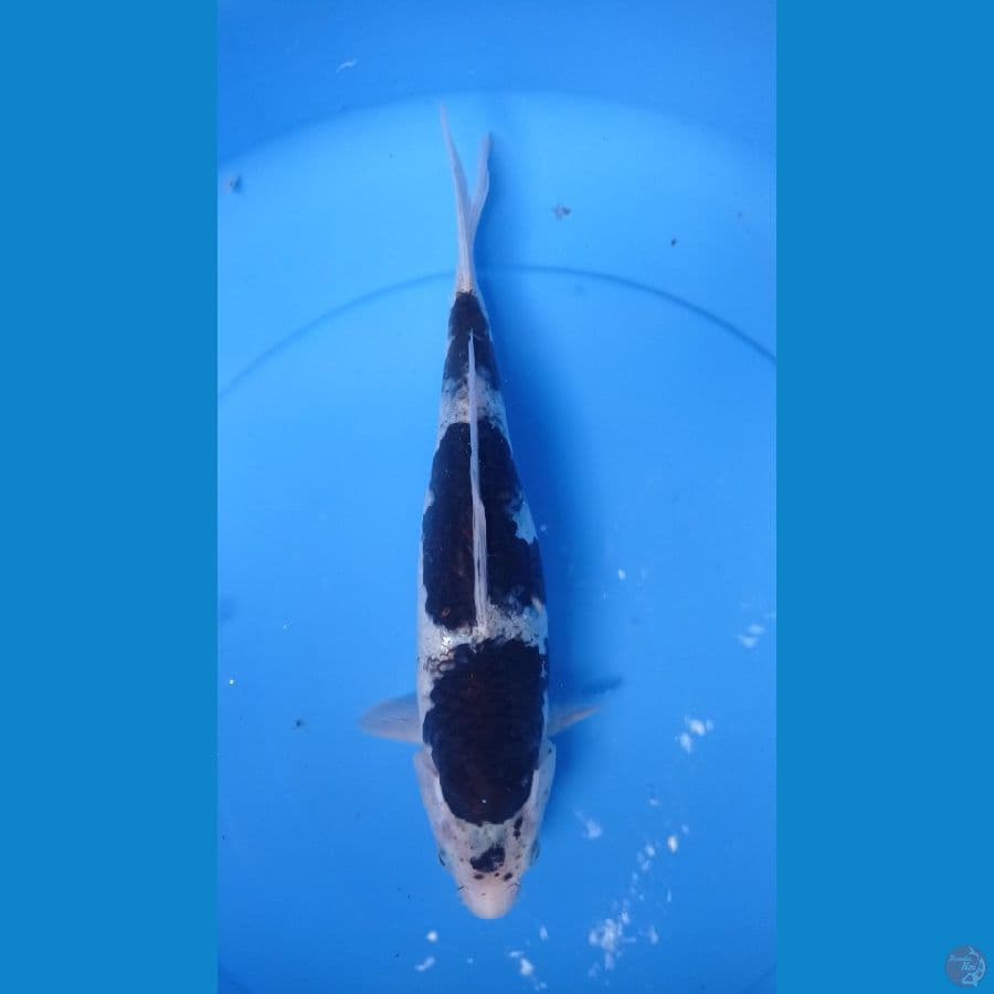 budho goromo 30cm