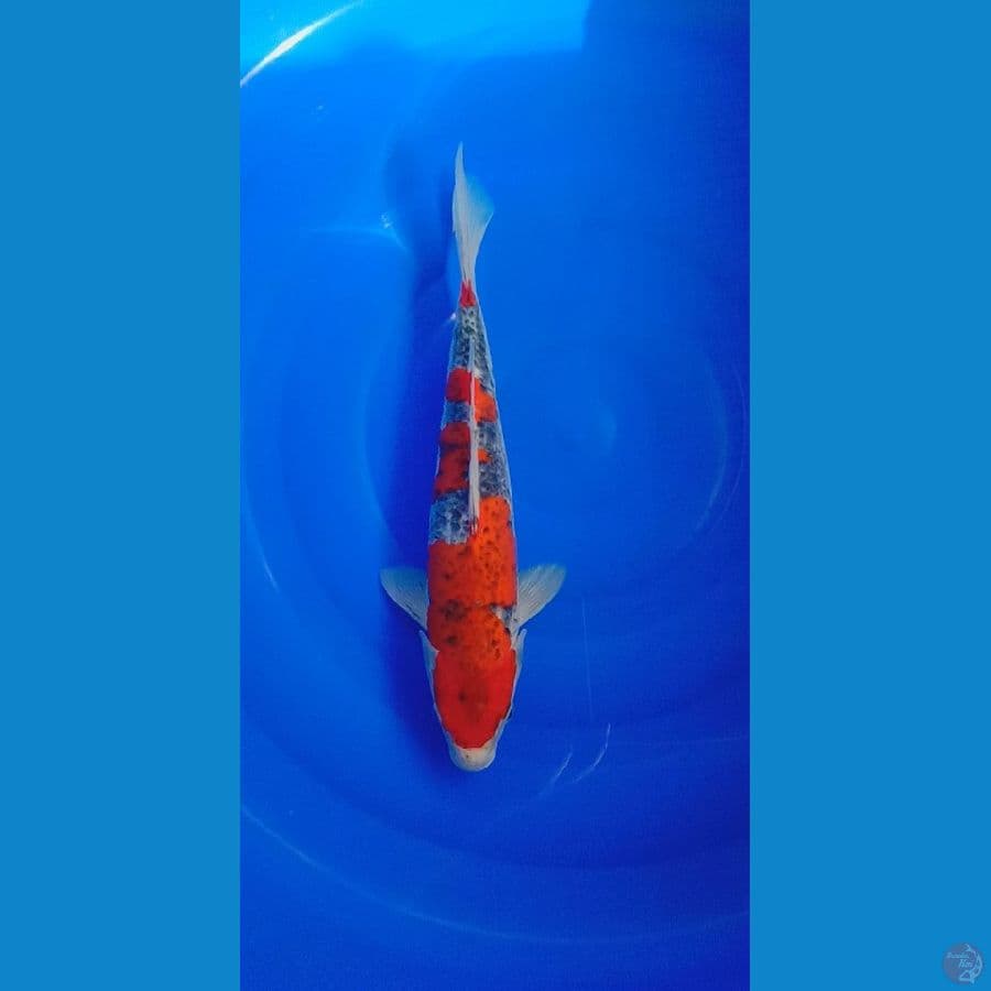 kuro ghosiki 32 cm