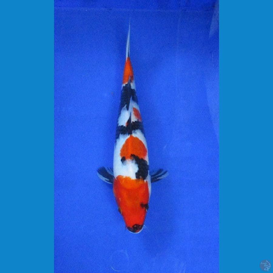 showa sansoku±32cm