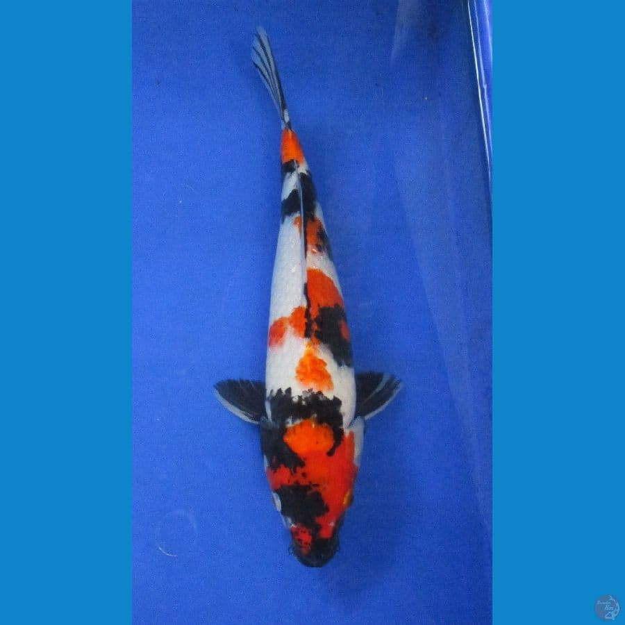 showa sansoku ±36cm
