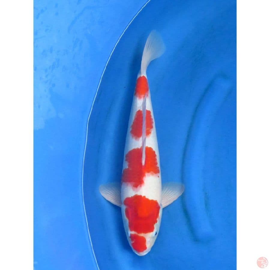 F1 Kohaku Jantan - 44cm
