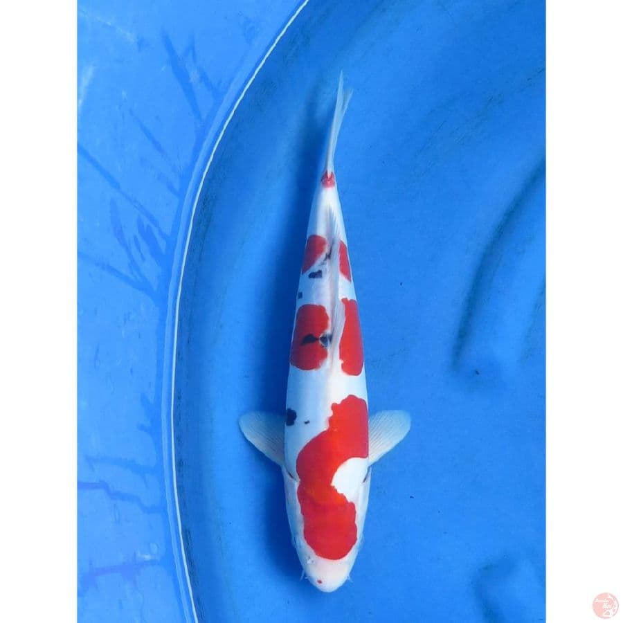 Sanke Doitsu Murni - 38cm