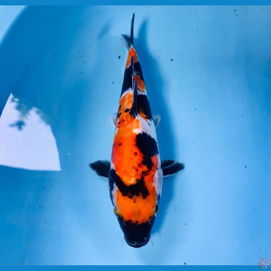 showa doitsu, 24 cm