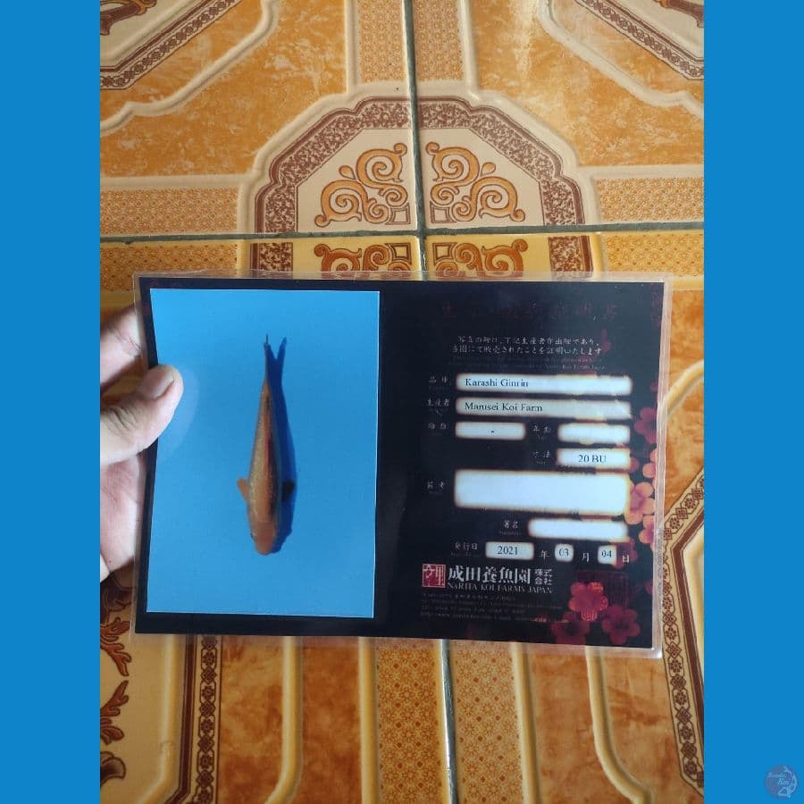 karasi ginrin 40cm 