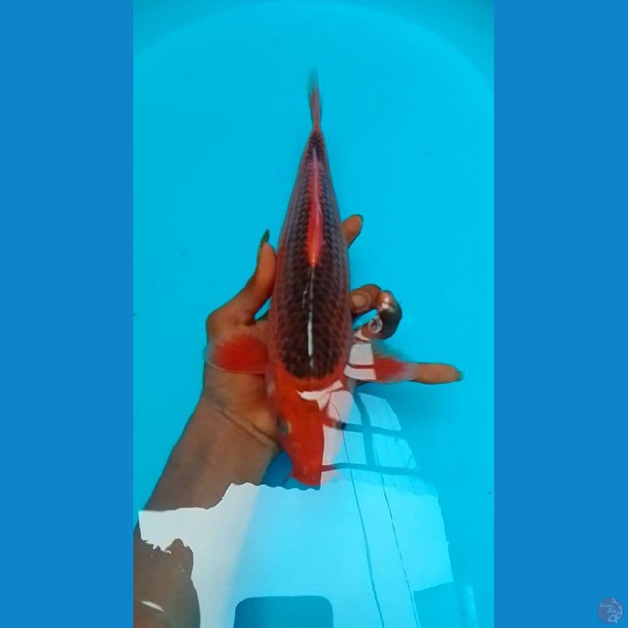 Aka Matsuba 30cm