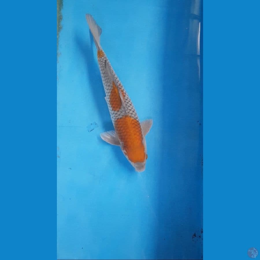 Ochiba - 41cm Male
