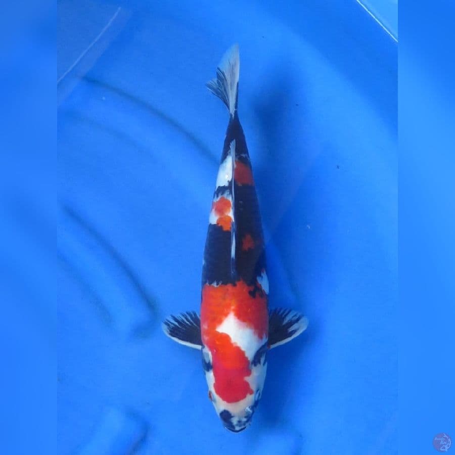 45bu - jantan showa merah