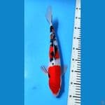 sanke 36 cm