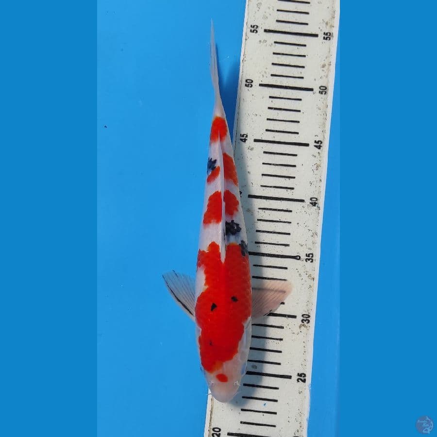sanke 30 cm
