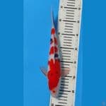 sanke 30 cm