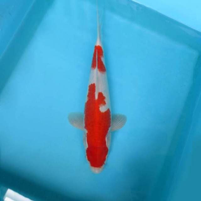 ATAKA 5 - KOHAKU