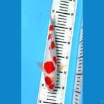 kohaku 31 cm