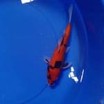 (1415) SHOWA DOITSU 25cm