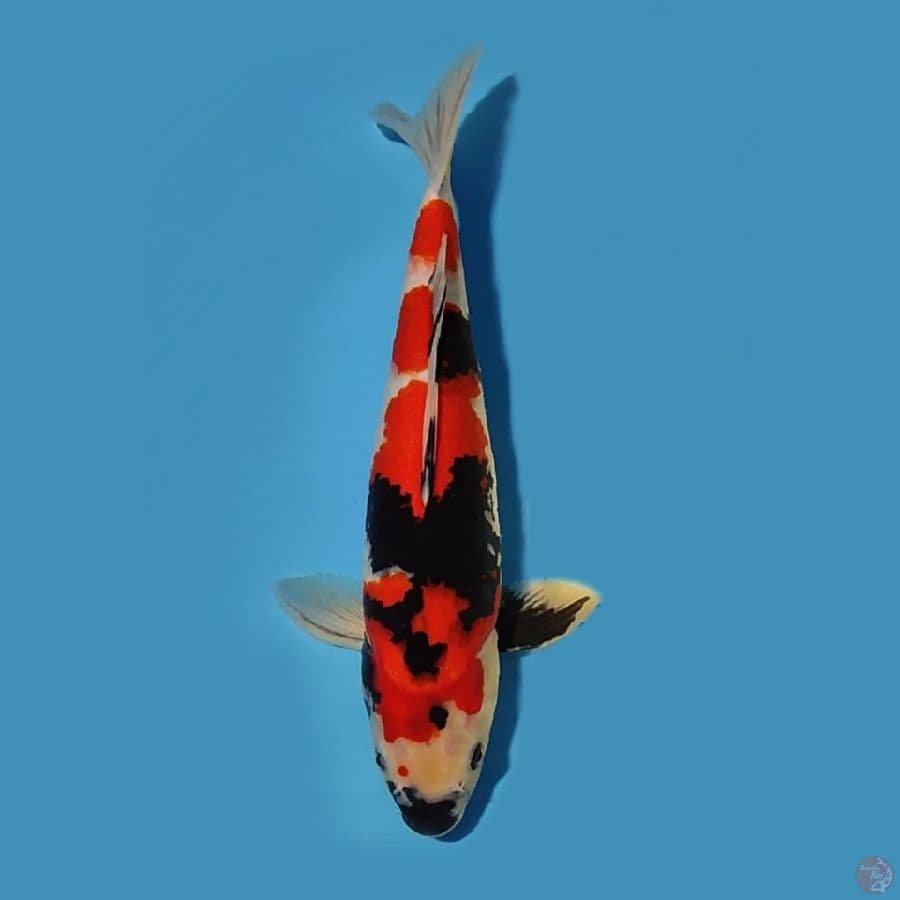 showa 40 cm , originall