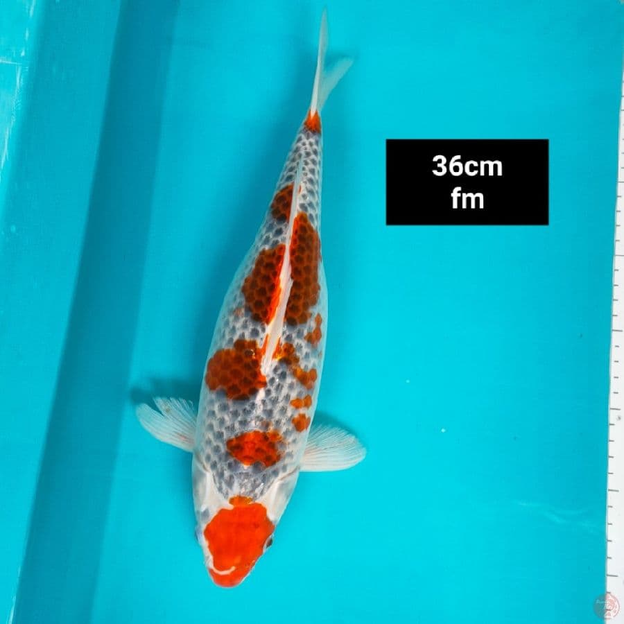 maruten goshiki 36cm bulky