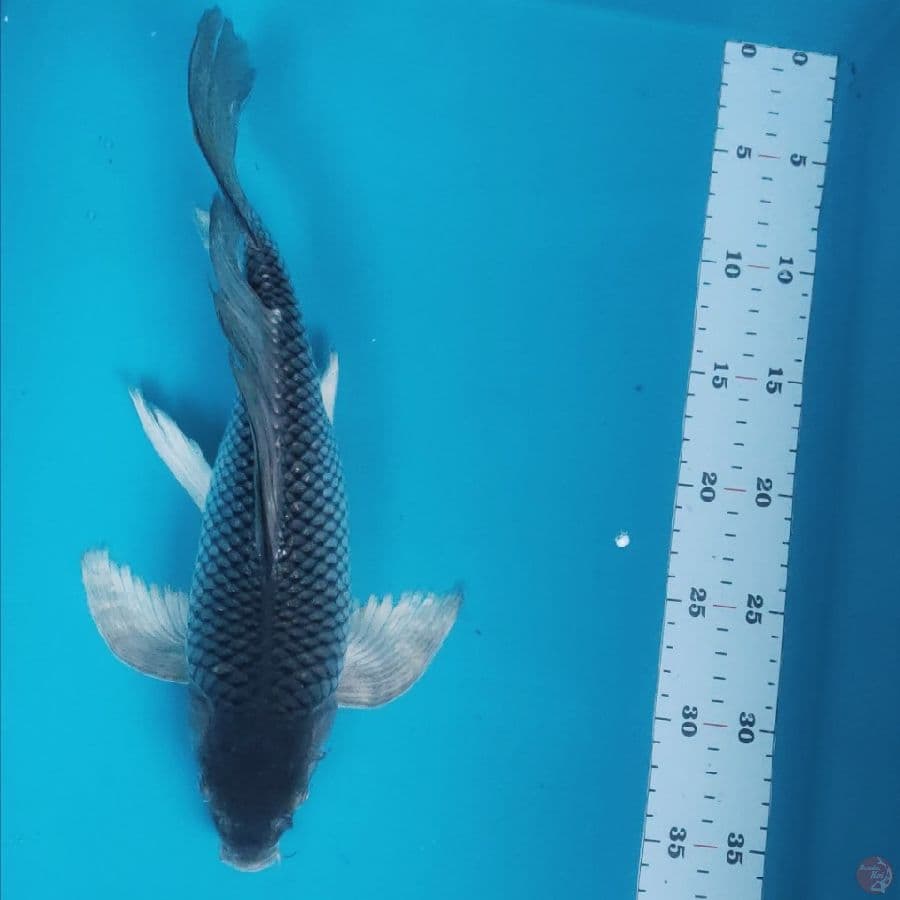 kumpay sora bulky 34cm male