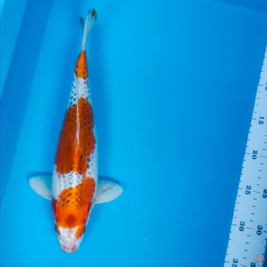 kujaku step 32cm male