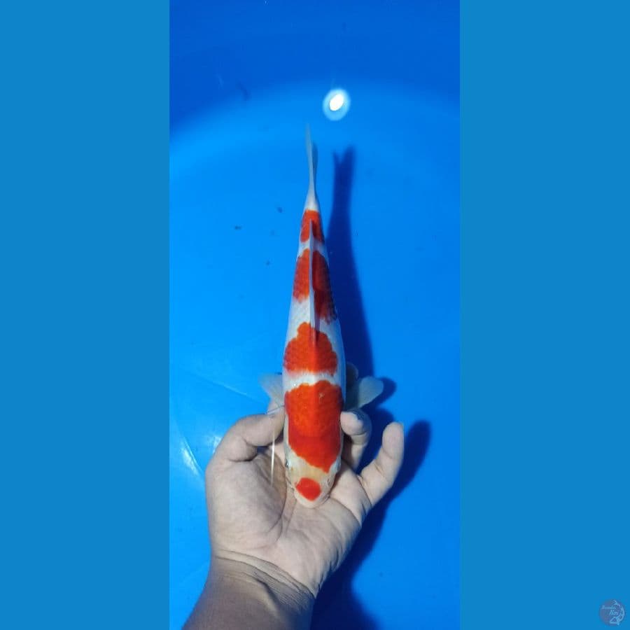 Kohaku sisik 25cm Male