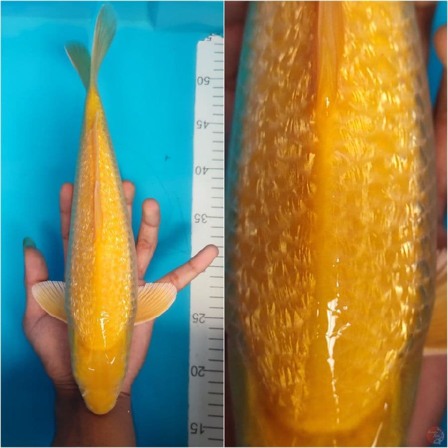 Karasi ginrin 31cm