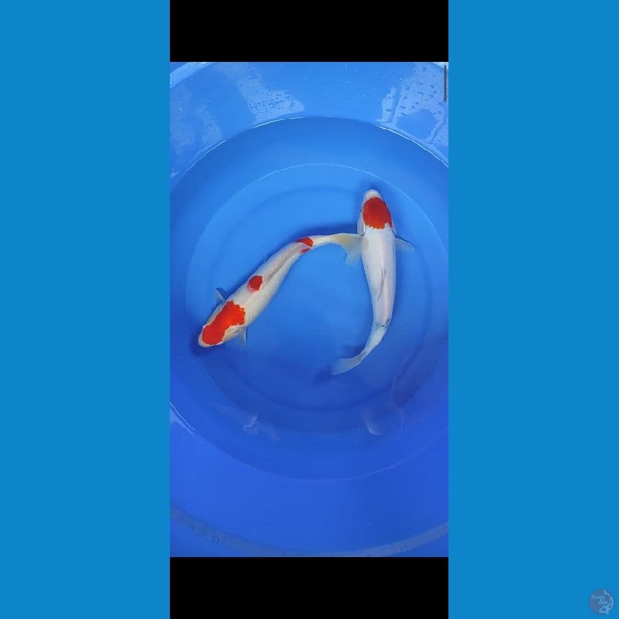 Mix koi size 33-34cm