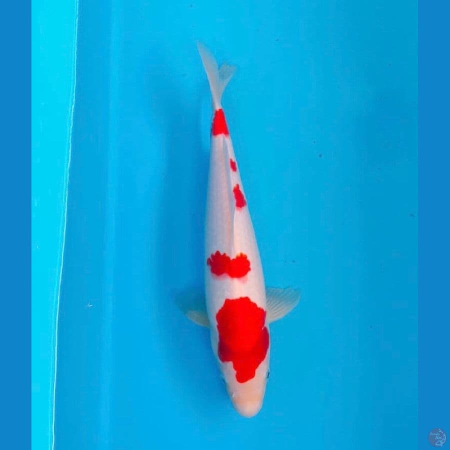 Kohaku Male 31cm