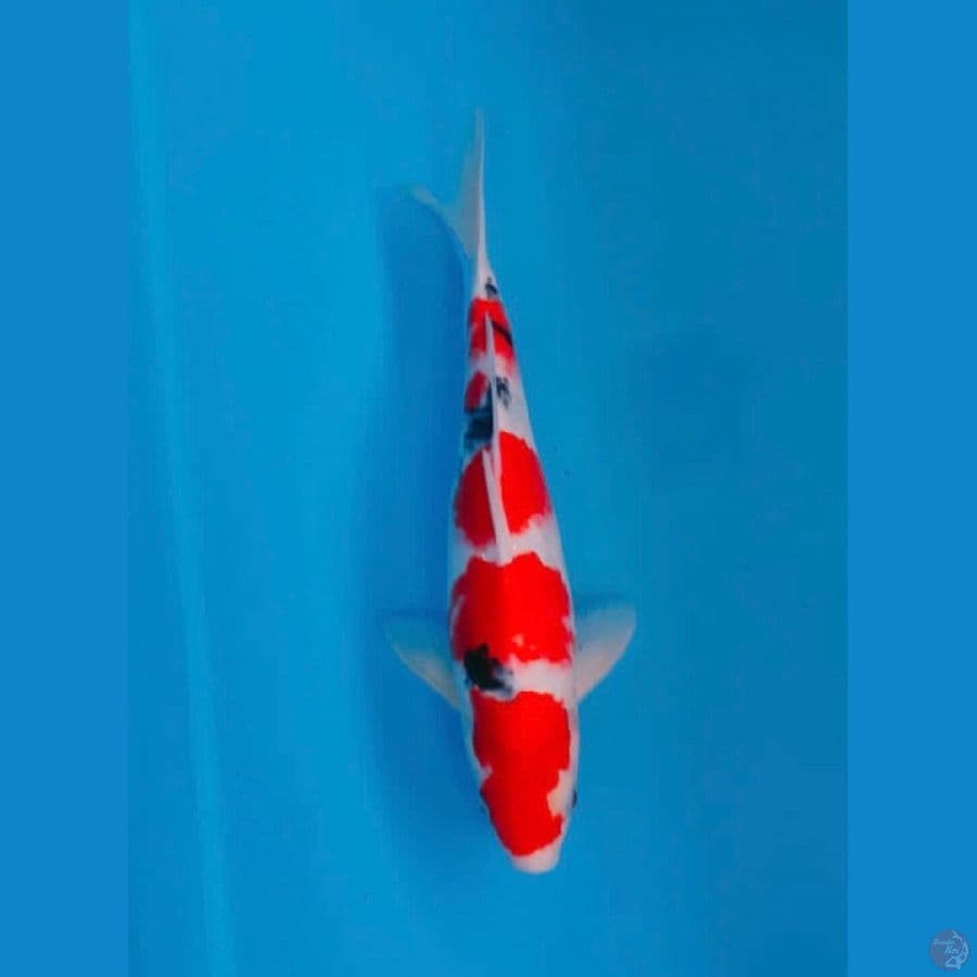 Original Sanke Male 34cm 