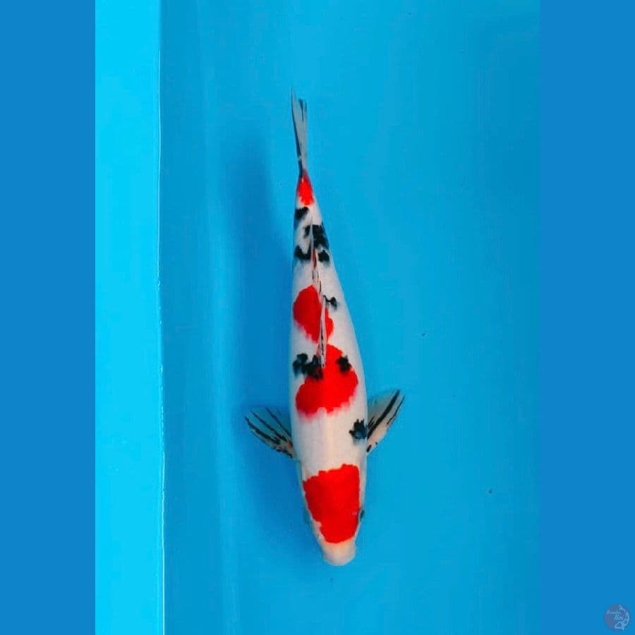 Original Sanke Male 34cm 