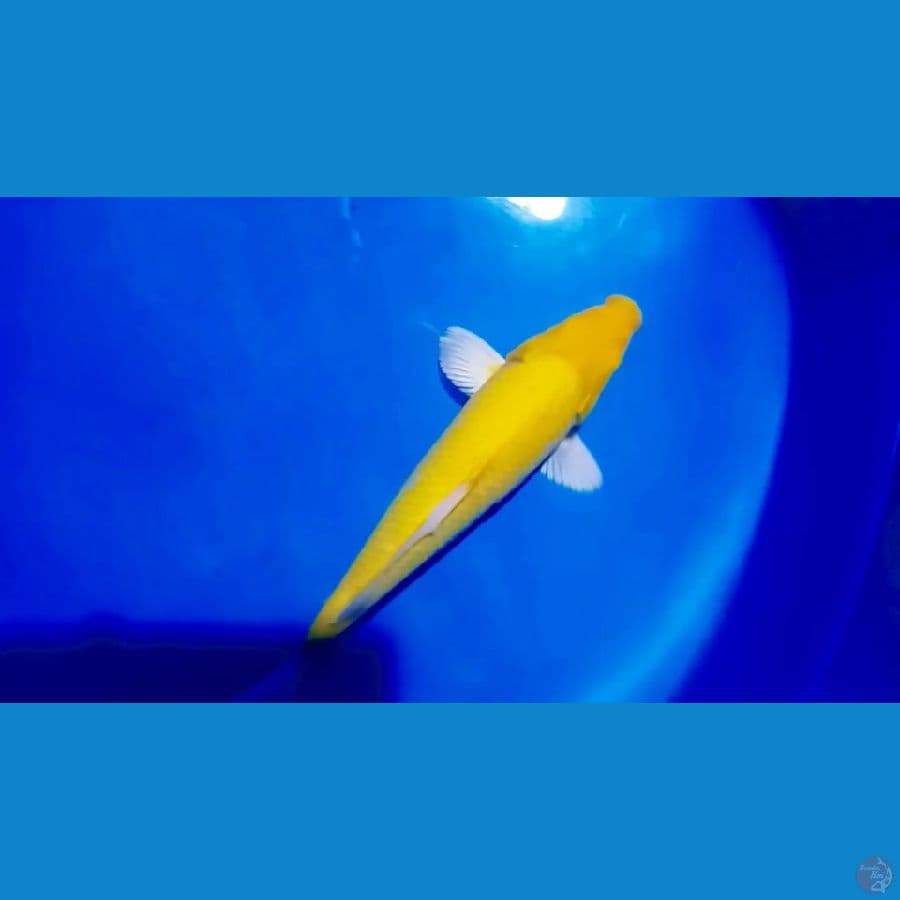 karasi mm 30 cm male 